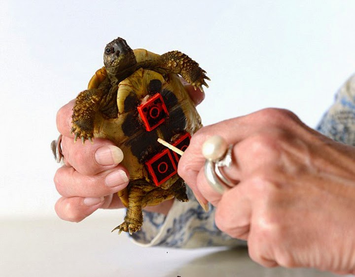Tortoise Seen On www.coolpicturegallery.us Tortoise Seen On www.coolpicturegallery.us